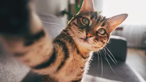 cat taking a selfie