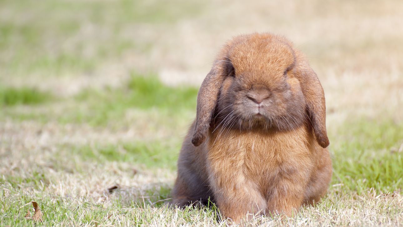 Gewond raken voorwoord Meditatief Konijnenliefhebbers opgelet: zo bouw je zelf een hindernisbaan voor je  konijn | Upcoming