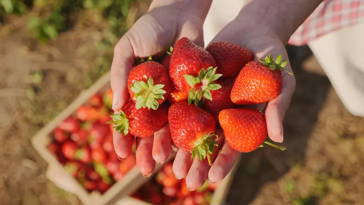 Zomerkoninkjes aan de macht: smullen van aardbeien