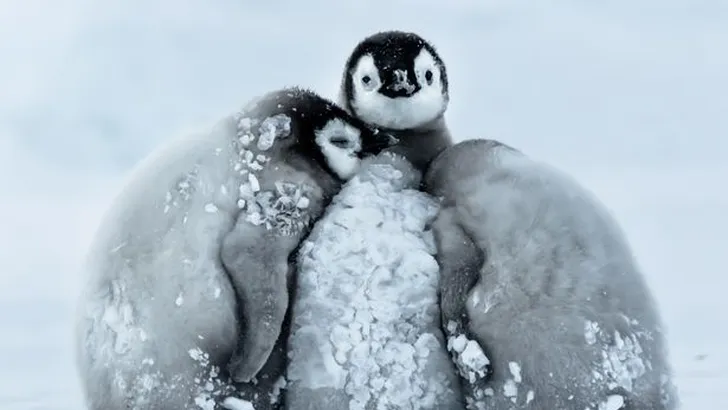 pinguïns