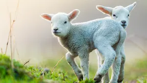 Cute young lambs on pasture, early morning in spring.