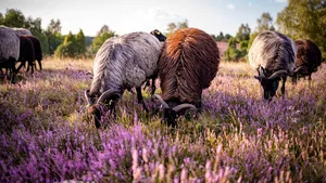 Heidschnucken Lüneburger Heide