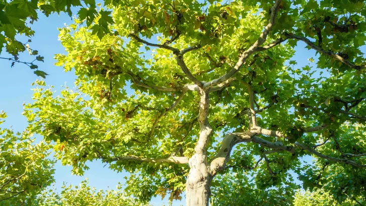 Snel volgroeide bomen