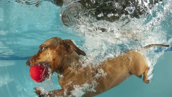 Hilarisch: close-ups van honden die een snoepje proberen te vangen