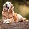 Video: gezin laat overleden golden retriever ombouwen tot vloerkleed