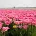 Tulpen