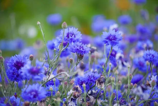 Korenbloemen