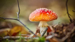 Fly Agaric