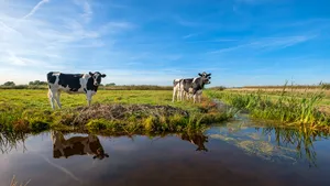 Polder