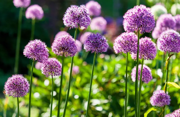 Bieslookbloemen
