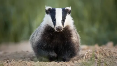 Dingen die je nog niet wist over de das