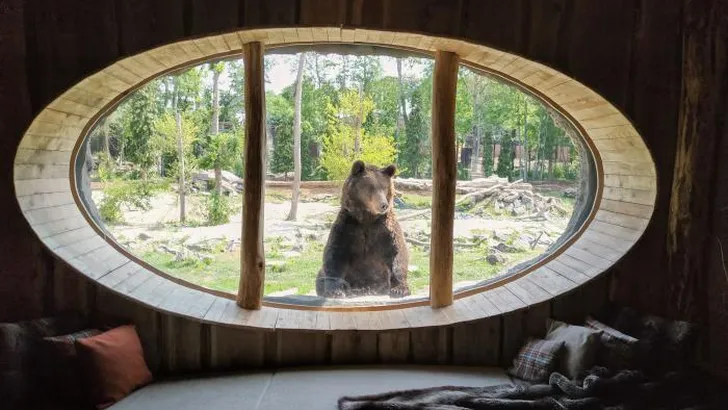 Slapen met beren als buren in Pairi Daiza