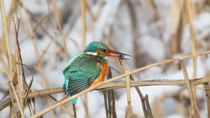 IJsvogel hekel aan ijs