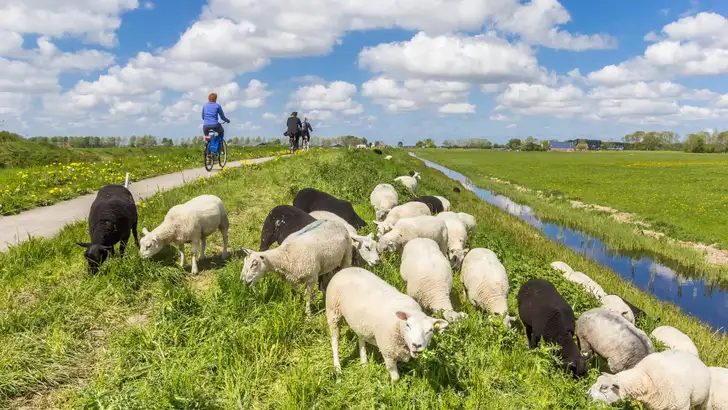 Sheep and cyclists on the dike near Groningen