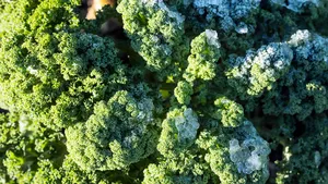 Boerenkool na een nachtje vorst