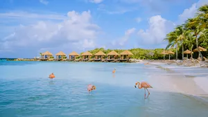 Aruba beach with pink flamingos at the beach, flamingo at the beach in Aruba Island Caribbean