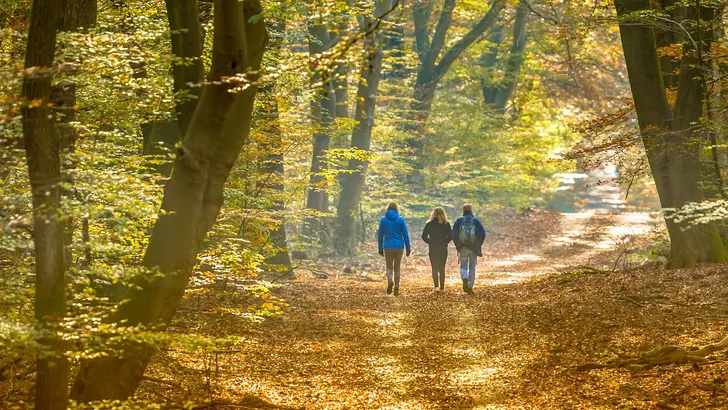 Herfstwandelingen