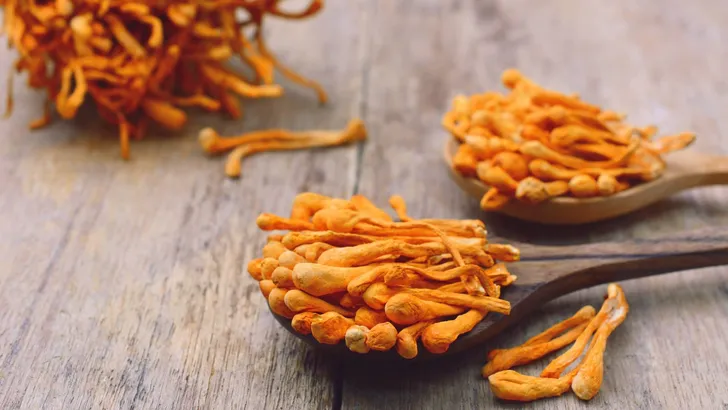 dried cordyceps militaris mushroom on wooden spoon.