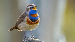Blauwborst