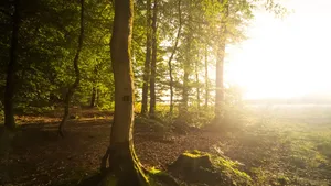 Lichtschein trifft auf Bäume in einem Friedwald. An einem Baum erkennt man die Namenstafeln von den beerdigten Menschen im Baumgrab. Lichtdurchfluteter Ort des Gedenkens.