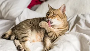 Gedraagt je oudere kat zich ineens vreemd? Dit onderzoek bewijst dat hij misschien wel Alzheimer heeft