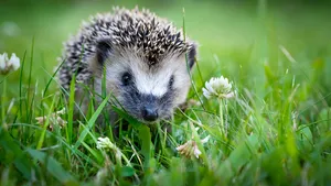 Egel