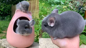 chinchillas