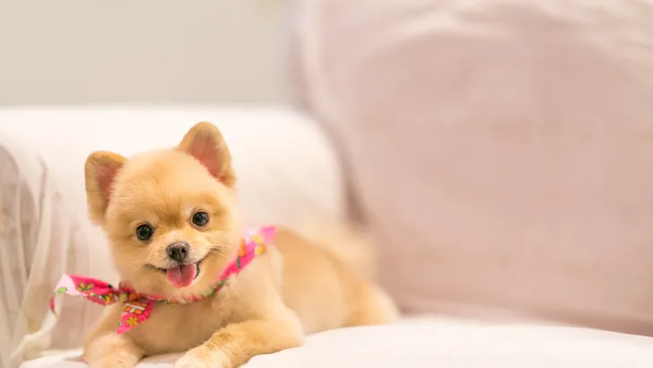 Beau Pets: pomeranian pup met zonnebril in New Yorkse sferen