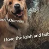 Dit Instagram-account laat zien wat honden denken