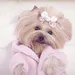 River Island heeft tweede collectie voor honden