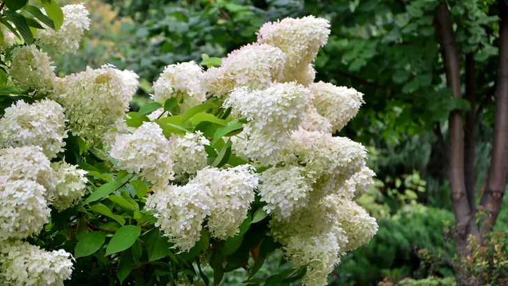 Waarom je juist nu de schaar in je hortensia’s moet zetten (en 3 andere cruciale maart-klussen voor een droomtuin)