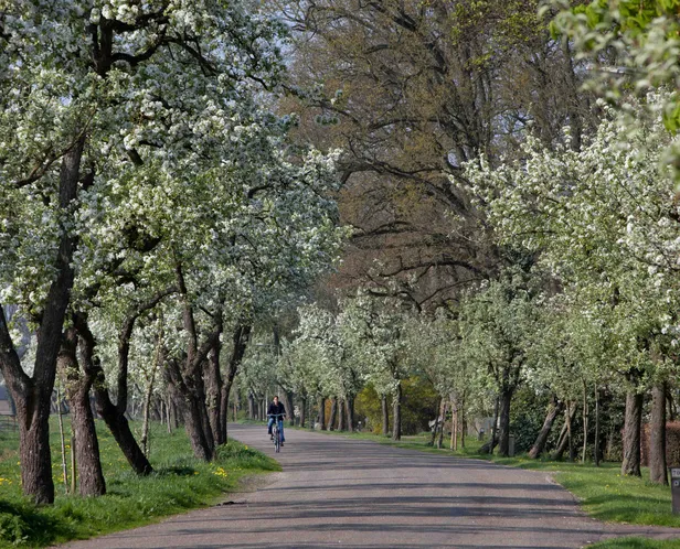 De Perenlaan in Ruinerwold