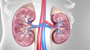 Kan nierschade herstellen? Nieuwe medicijnen bieden onverwachte hoop
