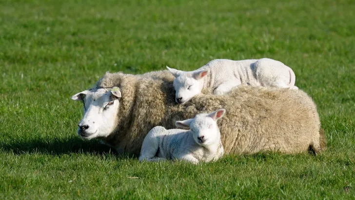 Two lambs lying with and on mothers back.