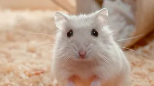 hamster