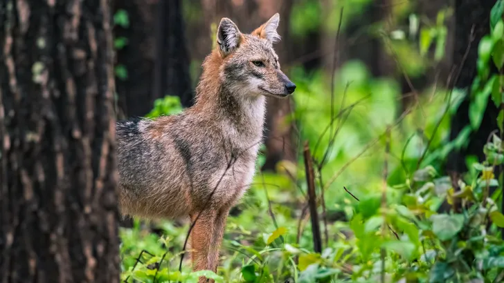 Groter dan een vos, kleiner dan een wolf: de goudjakhals duikt op in ...