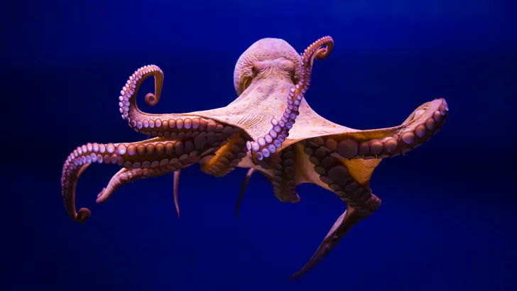 Vrouw legt octopus op gezicht, heeft direct spijt