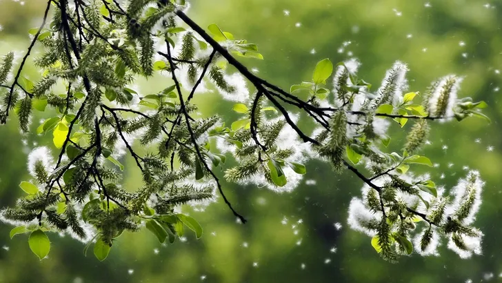 Corona slaat vaker toe in pollenseizoen