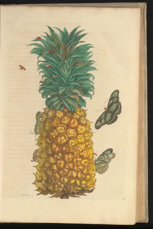 Ananas.