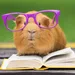 Dit zijn Laurens en Harry: de enorm populaire cavia's op Instagram