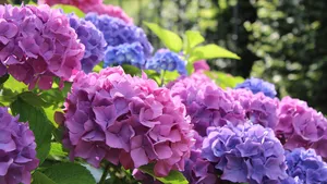 Hortensia