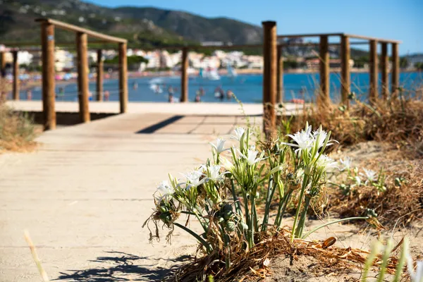 Castellón, waar het landschap zacht golft en elke hoek een nieuw verhaal fluistert.