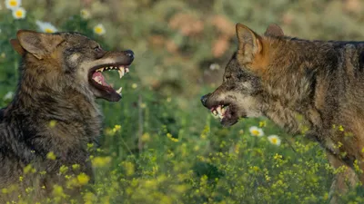 Beeld ter illustratie