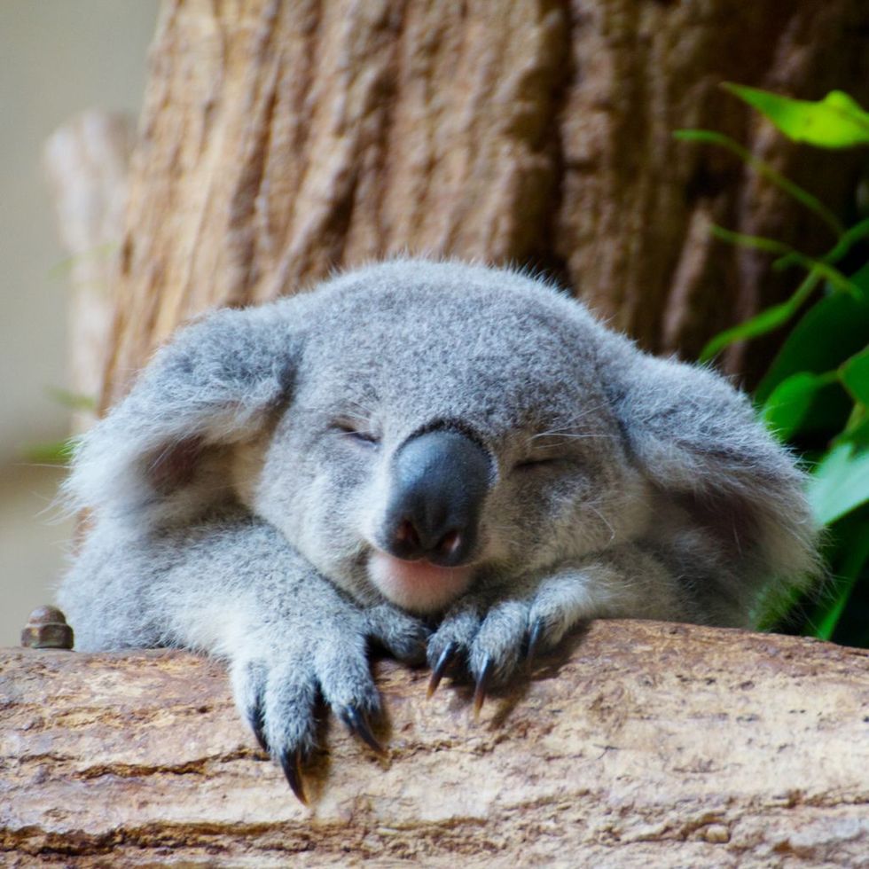 Maandag Medicijn | 10 Prachtige plaatjes van onwijs gezellige... koala