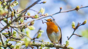 Zingende vogels helpen stress te verlagen