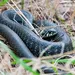 Politie Florida sluit deel park af vanwege slangenorgie