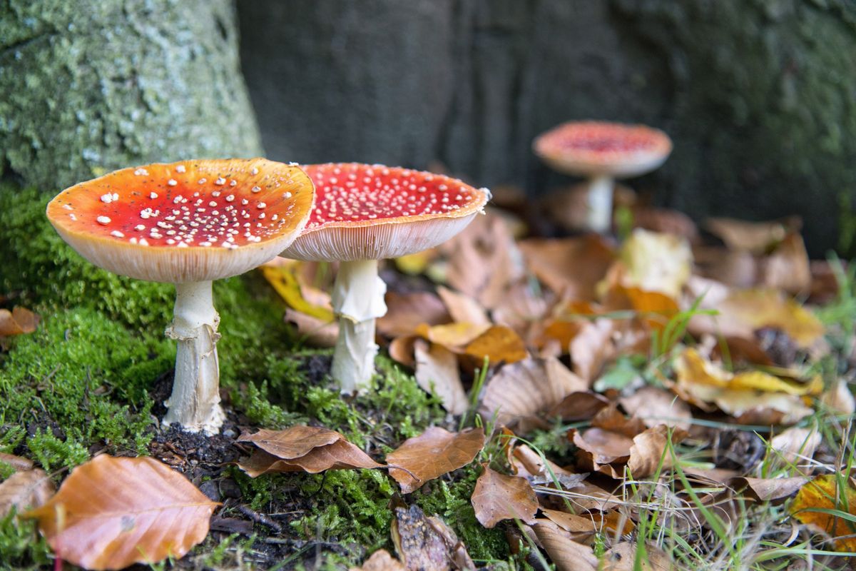 13 oktober: Herfstwandeling Ekehaar