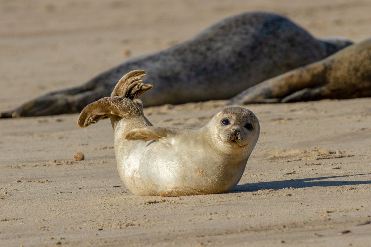 Zeehond op het strand? Aan deze houding zie je of het dier hulp nodig heeft