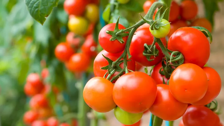 Tomaten in de moestuin