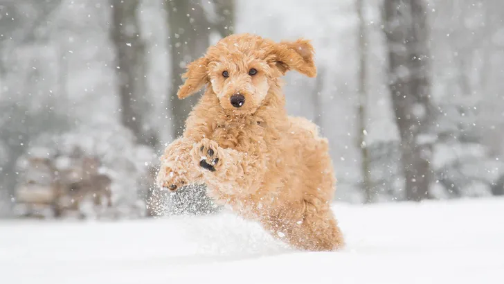 Onderzoek over wandelen in de sneeuw